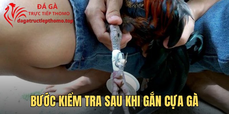 Bước kiểm tra sau khi gắn cựa gà