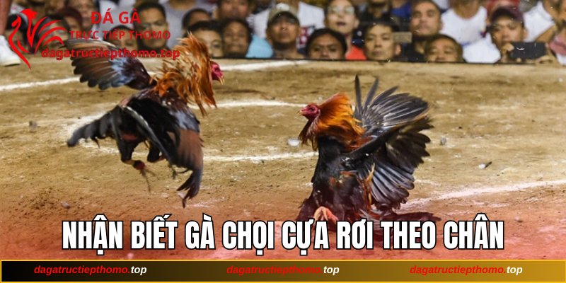Cách nhận biết gà chọi cựa rơi theo chuyển động chân