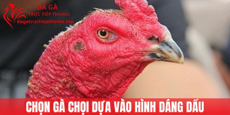 Chọn gà chọi hay dựa vào hình dáng phần đầu