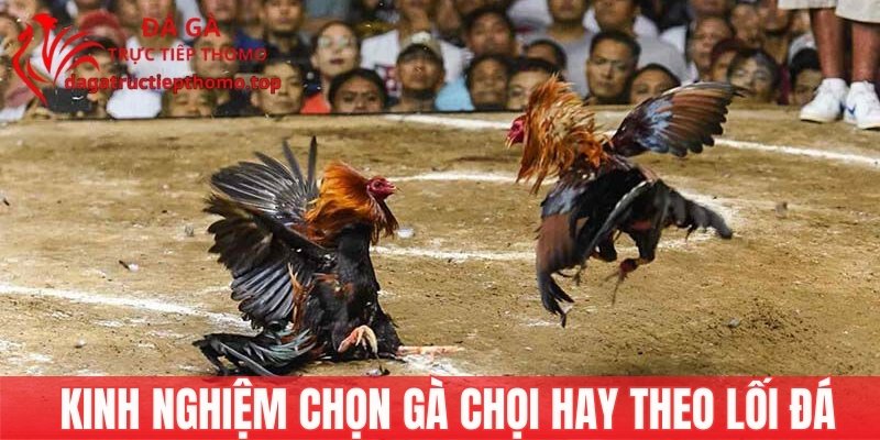 Kinh nghiệm chọn gà chọi theo lối đá quần