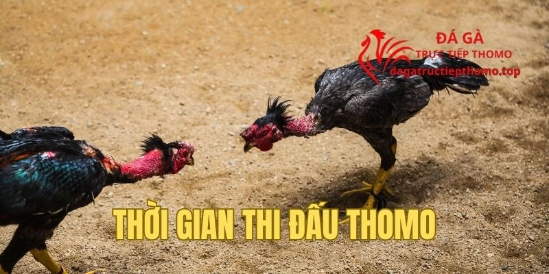 Thời gian tổ chức thi đấu đá gà Thomo