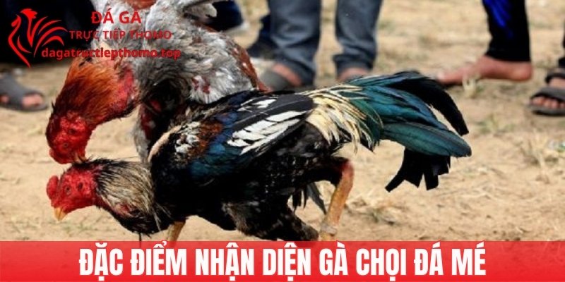 Đặc điểm nhận diện gà đá mé chuẩn