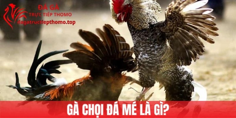 Thông tin về gà chọi đá mé