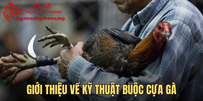 Giới thiệu về kỹ thuật buộc cựa gà