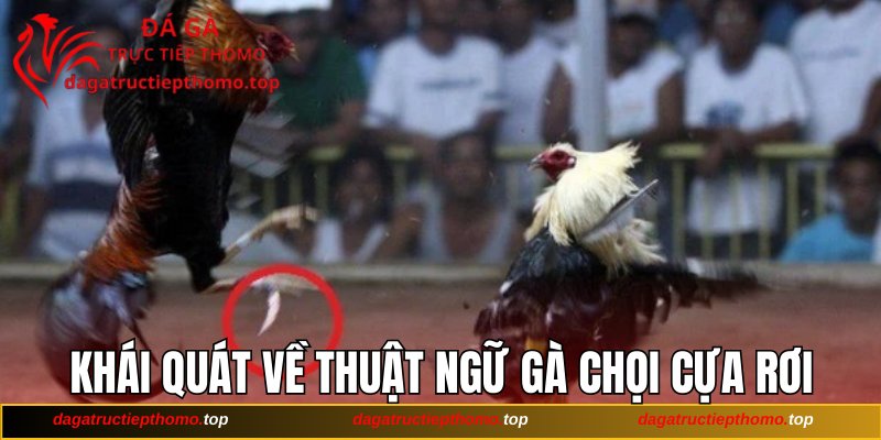 Khái quát về thuật ngữ gà chọi cựa rơi
