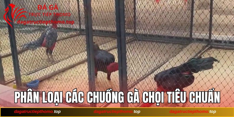 Phân loại các chuồng gà chọi tiêu chuẩn
