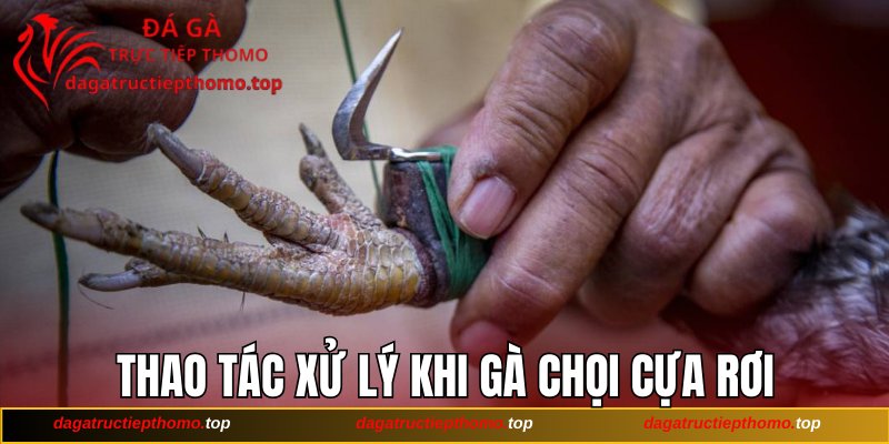 Thao tác xử lý trong khi gà chọi cựa rơi