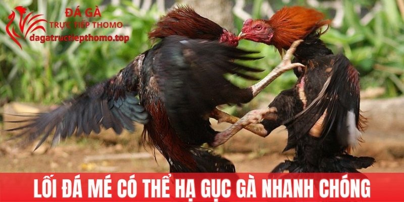 Gà chọi đá mé có thể quyết định kết quả trận đấu