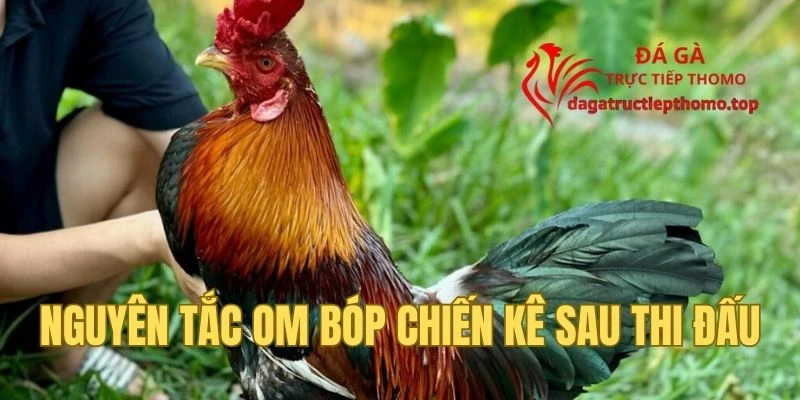 Chi tiết cách om bóp gà chiến cho người mới